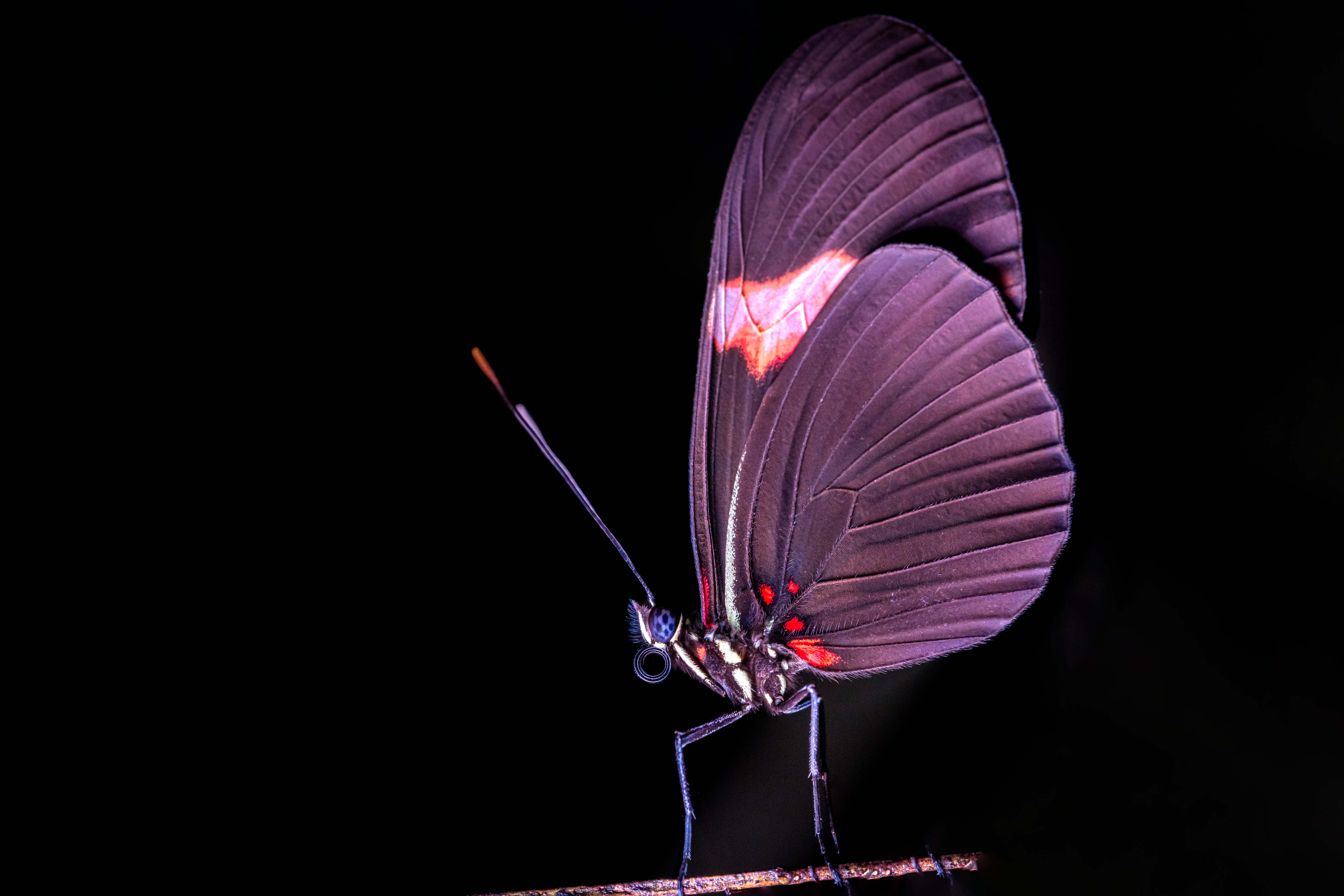 Butterflies and Moths of the Coffee Region Tour?>